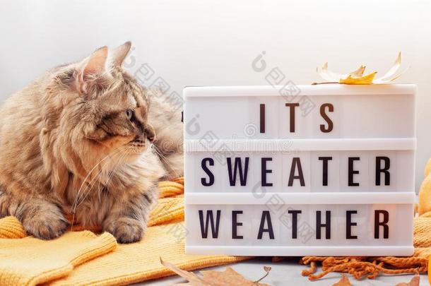 安慰暖和的全套装备为寒冷的天气和漂亮的松软的猫.light