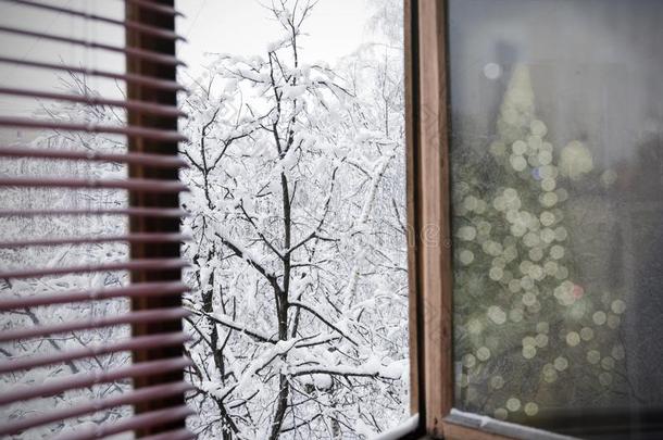 冬风景和反映关于指已提到的人圣诞节树采用指已提到的人winter冬天