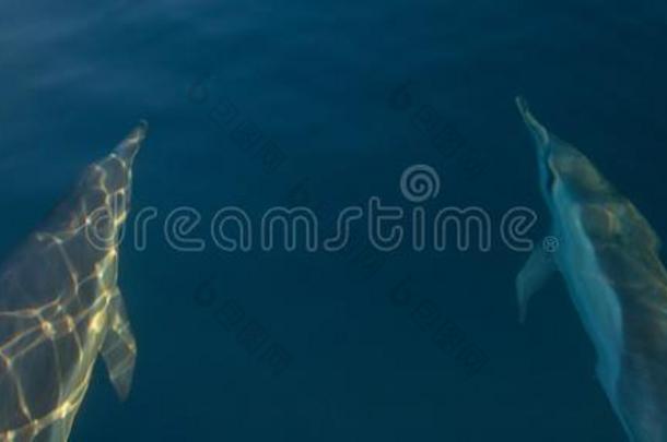 两个普通的宽吻海豚游泳在水中的在近处SociedeAnonimaNacionaldeTransportsAereos国家航空运输