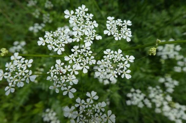 野生的胡萝卜花白色的<strong>花甲</strong>壳虫昆虫