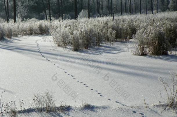 冬荒野和孤单的小路从地方的野生的鸟兽等