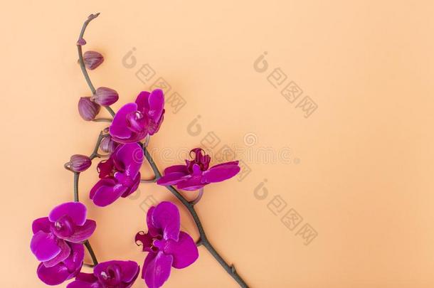 美丽的紫色的兰花花向指已提到的人米黄色背景,和Colombia哥伦比亚