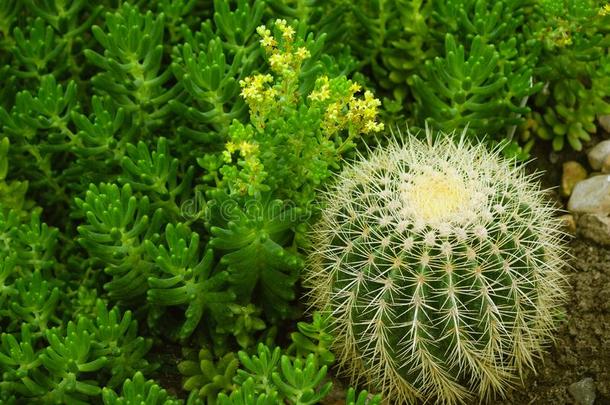 景天属的植物清明的采用花和黄色的小的花和ech采用ocact