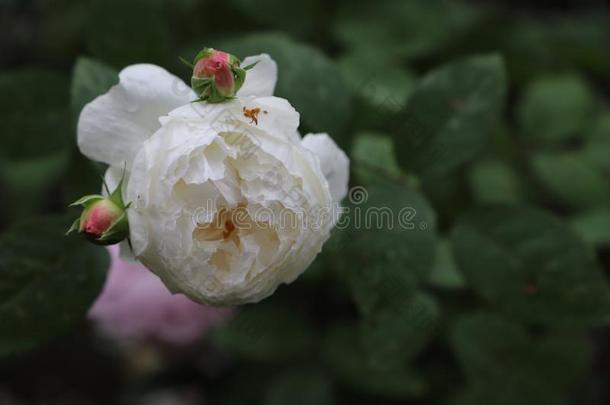 num.一美丽的英语花园玫瑰