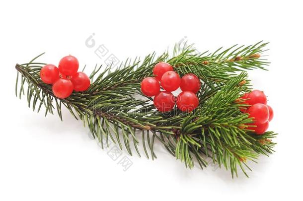 圣诞节装饰的冷杉树枝和红色的浆果.