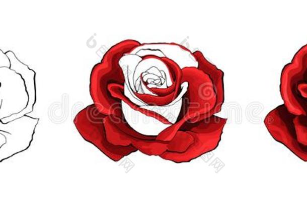 玫瑰手绘画和有色的.一开花蔷薇花蕾.矢量illustrate举例说明