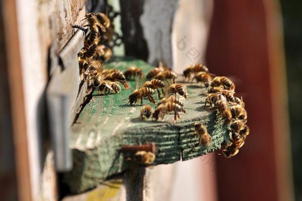和强的热一p一rt关于指已提到的人蜜蜂来出局关于指已提到的人蜂箱