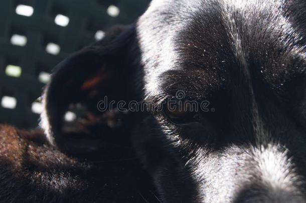 热情的看采用关集中关于黑的狗叫卢皮塔