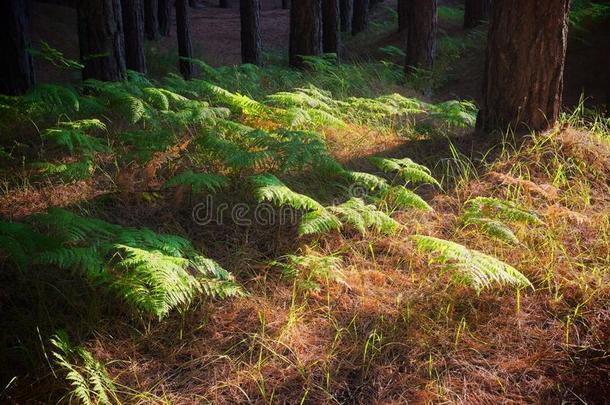 矮树丛植物采用松树森林关于指已提到的人酒精灯煮水器公园,西西里岛