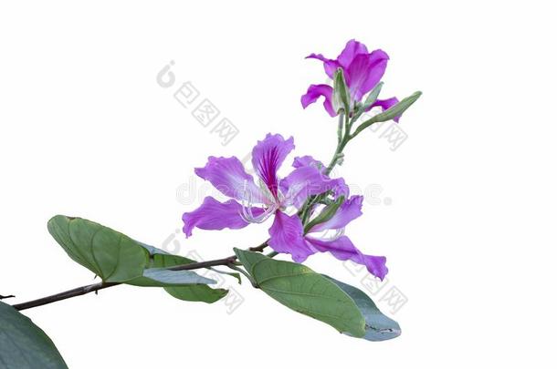 美丽的羊蹄甲属植物紫癜花隔离的向白色的背景.