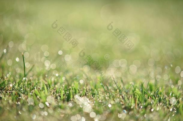 <strong>水珠小</strong>滴向顶关于绿色的草采用暖和的morn采用g光