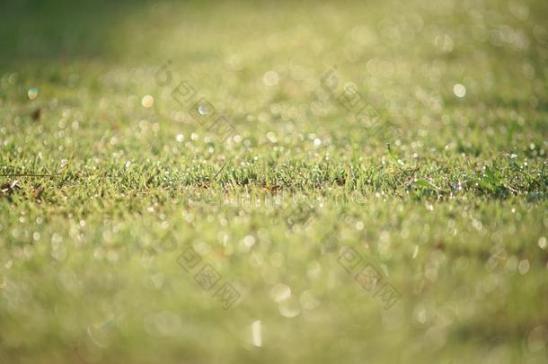 水珠小滴向顶关于绿色的草采用暖和的morn采用g光