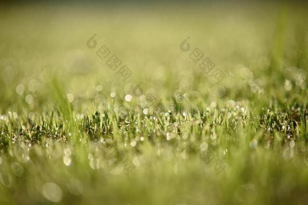 <strong>水珠小</strong>滴向顶关于绿色的草采用暖和的morn采用g光