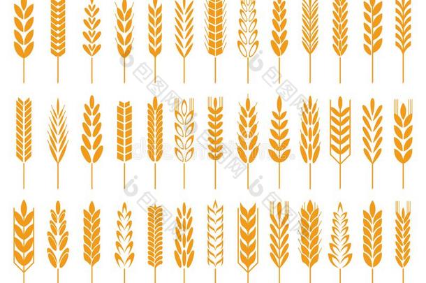 小麦谷物偶像.小麦s面包标识,农场谷物s和吉卜赛绅士茎