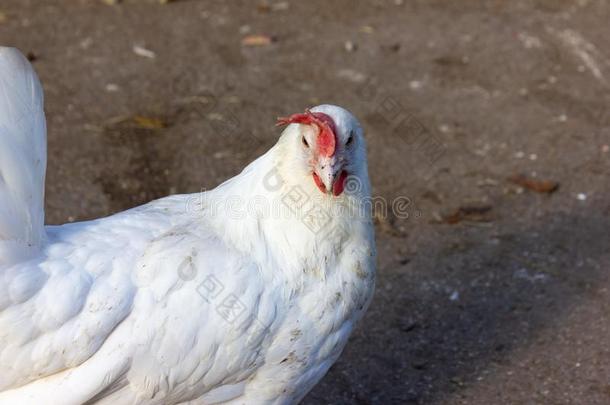 单一的白色的母鸡向农场