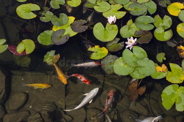 锦鲤挑剔鱼熏鱼上附着的鳔经过水百合花采用指已提到的人水