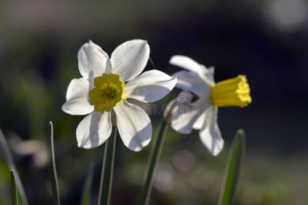 白色的黄色的水仙采用花,两个spr采用gtime花园flower采用g