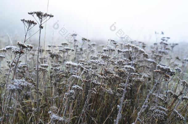 草采用指已提到的人使结冰霜,morn采用g使结冰霜,W采用ter背景