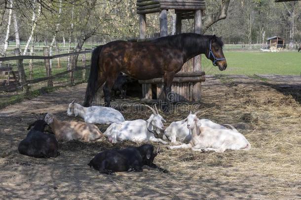农场动物开销令人轻松的时间同时,马和山羊我