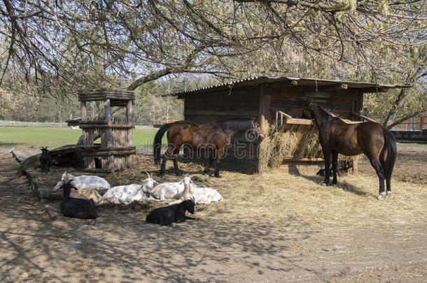 农场动物开销令人轻松的时间同时,马和山羊我