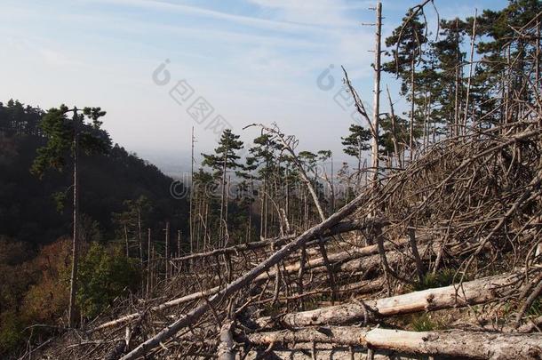 一松树森林