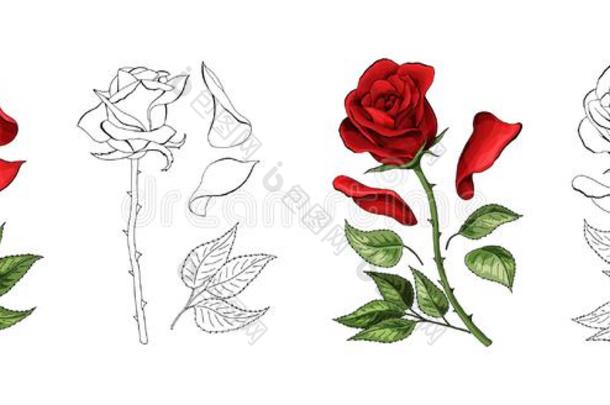 玫瑰手绘画和有色的.一开花<strong>蔷薇花</strong>蕾.矢量不好的
