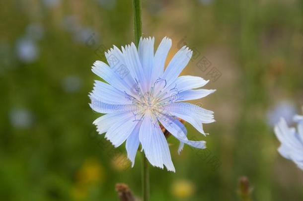 关在上面菊苣花