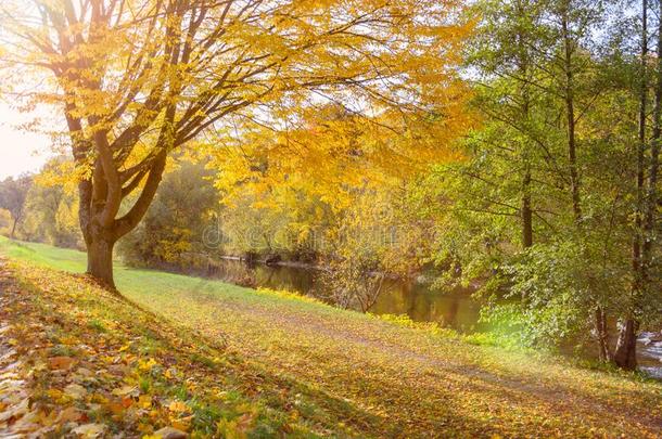 明亮的黄色的秋植物的叶子向一<strong>每年</strong>落叶的树