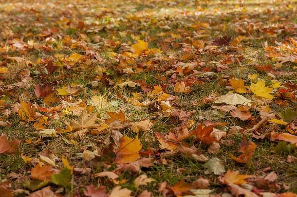 美丽的秋落下树叶地毯