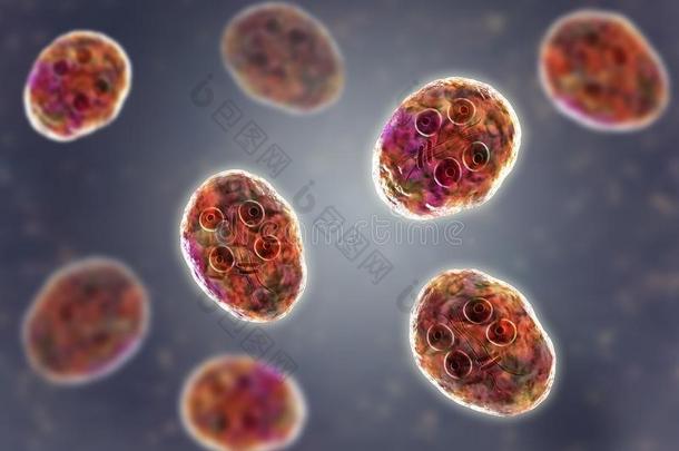 囊肿关于梨形鞭毛虫属<strong>肠胃</strong>病原生动物