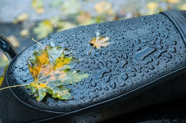 雨落下向枫树树叶向皮摩托车大块<strong>漂浮</strong>植物