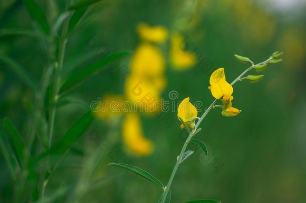黄色的花关于黄色的太阳穴