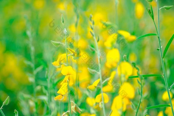 黄色的花关于黄色的太阳穴
