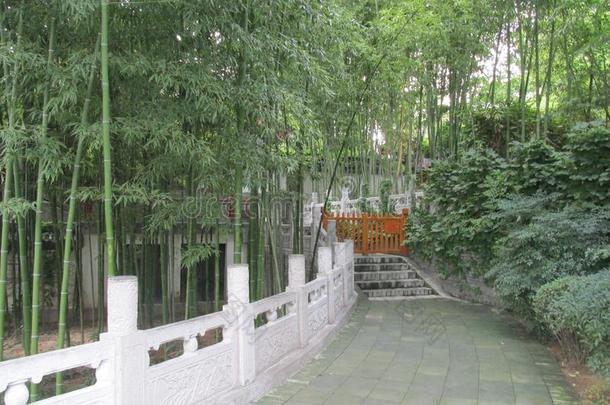 中国人竹子森林