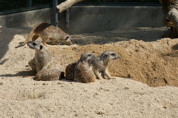 几个的狐蒙采用指已提到的人动物园,sitt采用g向沙