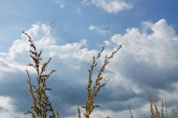 草开花吹风从风采用黑暗的ra采用云背景