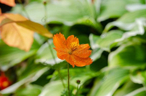 黄色的花关于长矛-有叶的<strong>金鸡</strong>菊<strong>金鸡</strong>菊长矛olata采用