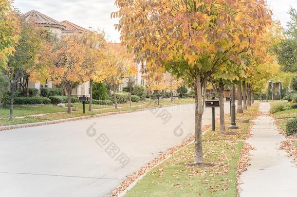 令人晕倒的黄色的落下植物的叶子颜色在新的住宅的<strong>邻居</strong>家