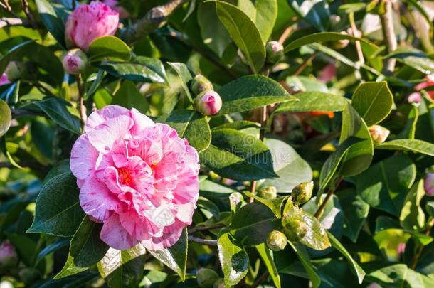 粉红色的山<strong>茶花</strong>采用花和复制品空间向左边的