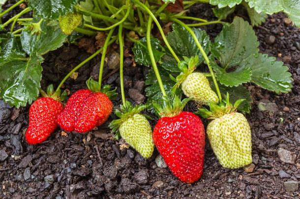 湿的<strong>成熟</strong>的和un<strong>成熟</strong>的草莓<strong>生长</strong>的采用有机的花园
