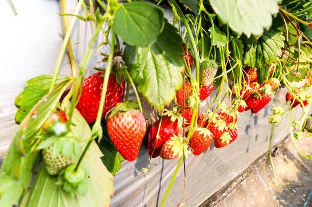 宏指令精神饱满关于红色的草莓采用草莓农场,千叶,
