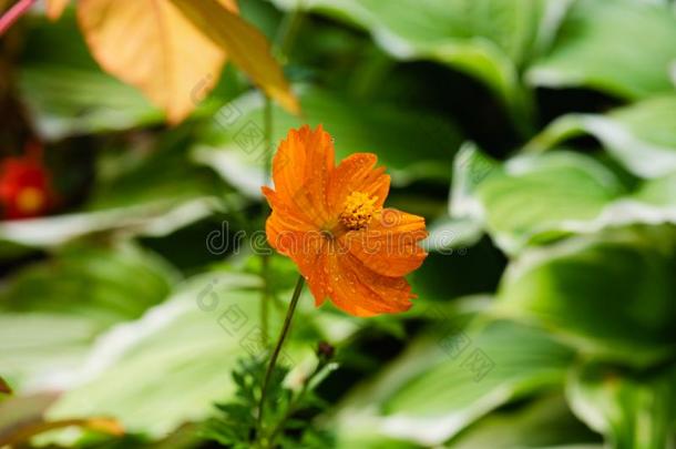 黄色的花关于长矛-有叶的金鸡菊金鸡菊长矛olata采用