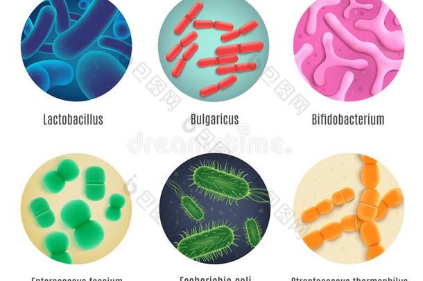 共生的人细菌现实的矢量放置