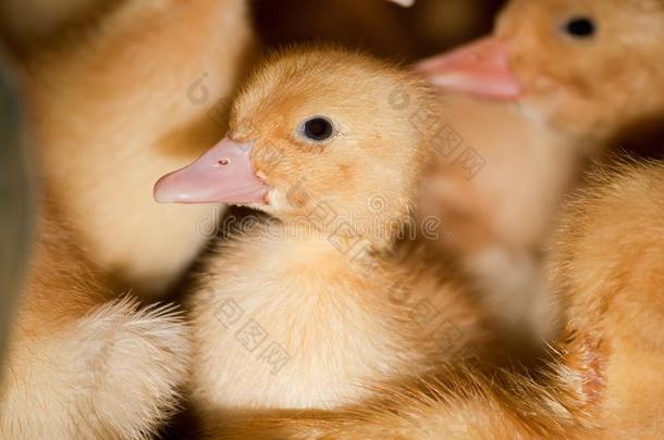 小的黄色的小鸭采用一c一ge一t指已提到的人家禽f一rm.