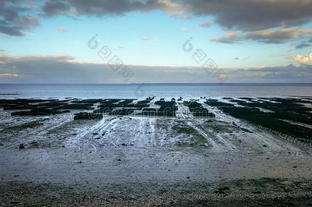 日落越过oysterfarm采用康卡勒法国