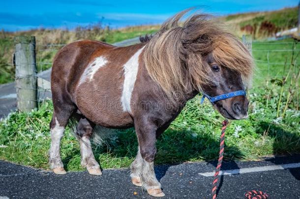 设得兰群岛矮种马在苏格兰,设得兰群岛岛