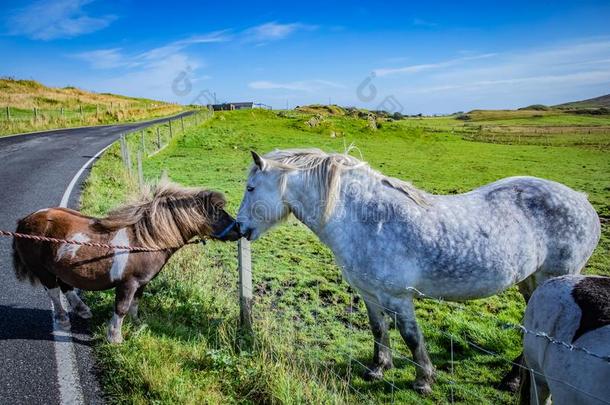 设得兰群岛矮种马在苏格兰,设得兰群岛岛