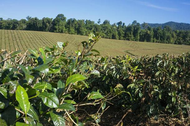 茶水种植园采用北方<strong>昆士兰</strong>州澳大利亚2