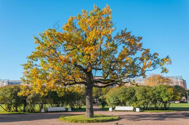 落下树和变黄或发黄植物的叶子采用和煦的：照到阳光的十月公园