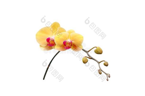 开花关于黄色的兰花盛开的隔离的向白色的后面